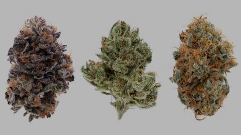 Weed Strains